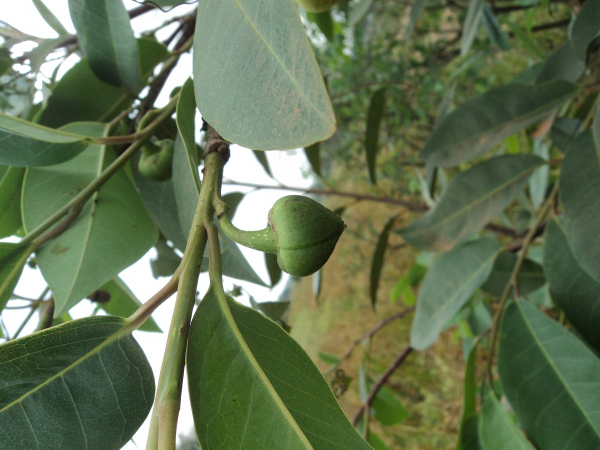 Annona glabra L.